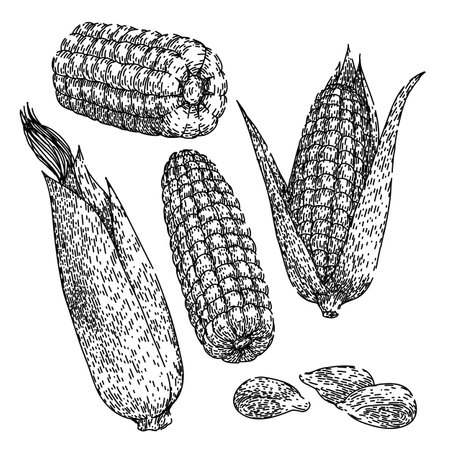corn set sketch hand drawn vectorのイラスト素材