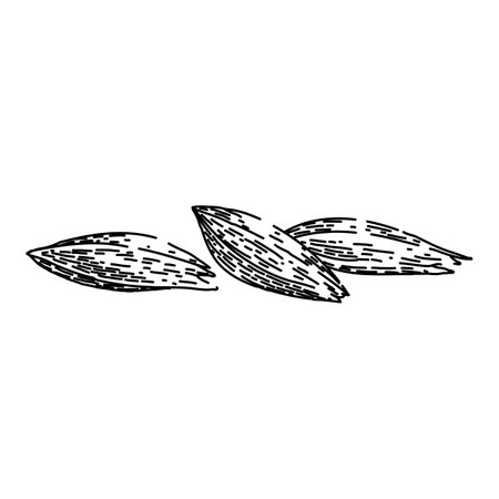 organic cumin sketch hand drawn vectorのイラスト素材