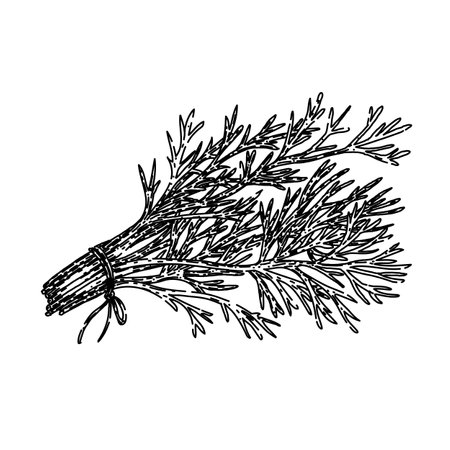 plant dill sketch hand drawn vectorのイラスト素材