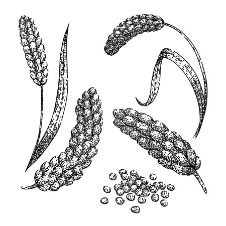 millet set sketch hand drawn vectorのイラスト素材
