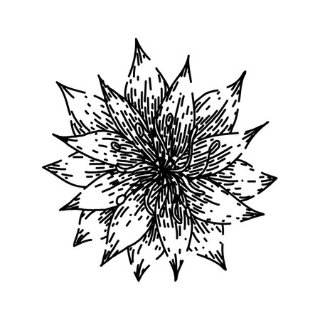 flower nigella sativa sketch hand drawn vectorのイラスト素材