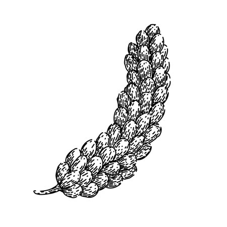 cereal millet sketch hand drawn vectorのイラスト素材