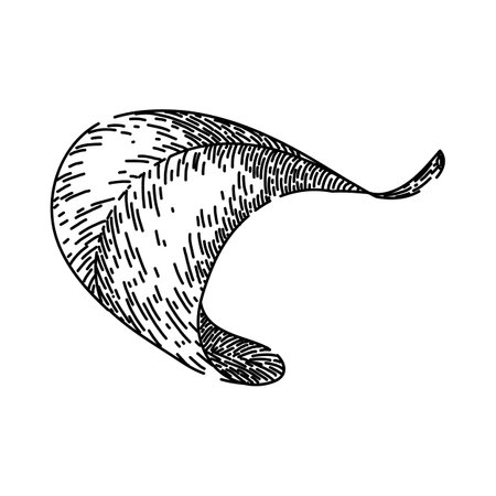 leaf oregano sketch hand drawn vectorのイラスト素材