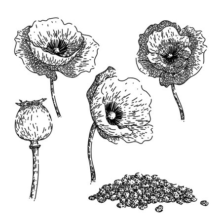 poppy set sketch hand drawn vectorのイラスト素材