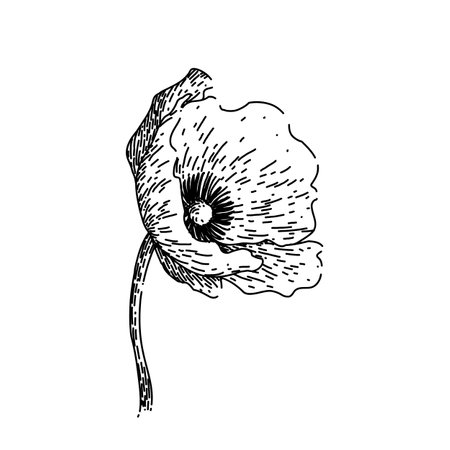 red poppy sketch hand drawn vectorのイラスト素材