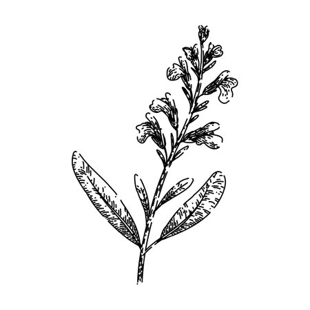 sage sage sketch hand drawn vectorのイラスト素材