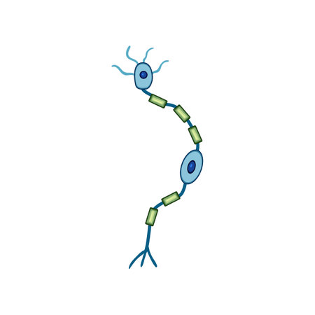 diagram neurons cartoon vector illustrationのイラスト素材