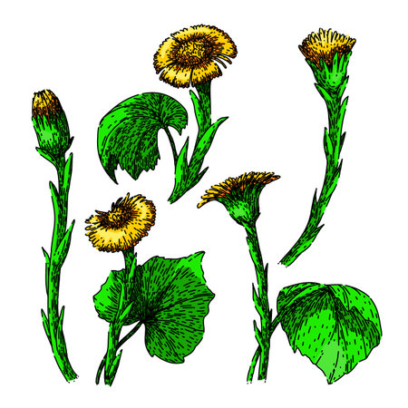 coltsfoot set sketch hand drawn vectorのイラスト素材