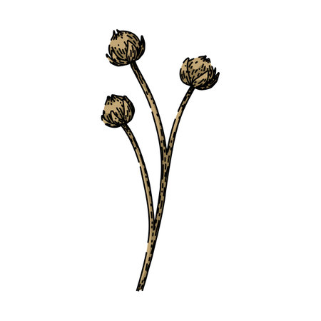 flax flax sketch hand drawn vectorのイラスト素材