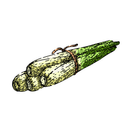 lemon lemongrass sketch hand drawn vectorのイラスト素材