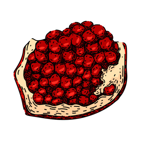 red pomegranate sketch hand drawn vectorのイラスト素材