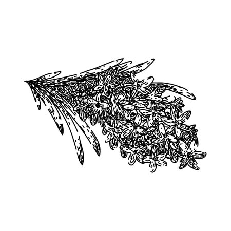 provence lavender sketch hand drawn vectorのイラスト素材