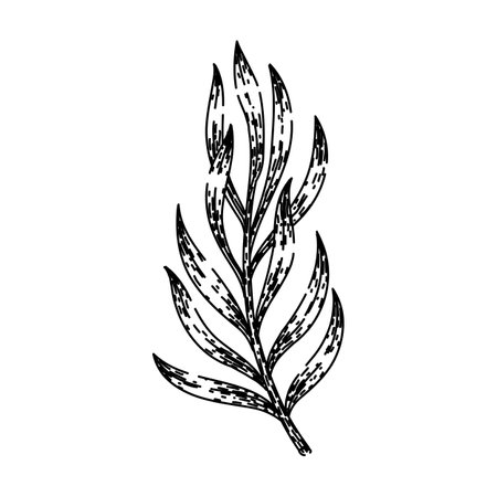 spice tarragon sketch hand drawn vectorのイラスト素材