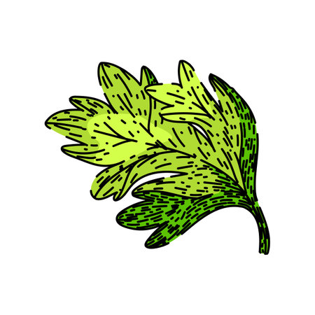 vector chervil sketch hand drawn vectorのイラスト素材