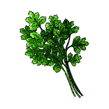 leaf coriander sketch hand drawn vectorのイラスト素材