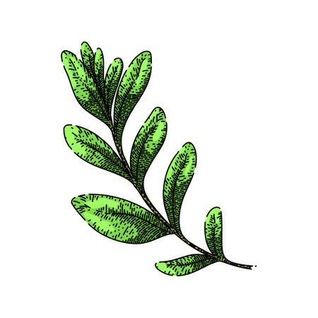 leaves marjoram sketch hand drawn vectorのイラスト素材