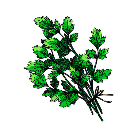 leaf parsley sketch hand drawn vectorのイラスト素材