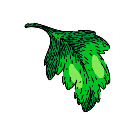 view parsley sketch hand drawn vectorのイラスト素材
