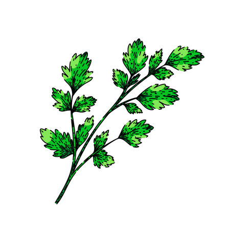 top parsley sketch hand drawn vectorのイラスト素材