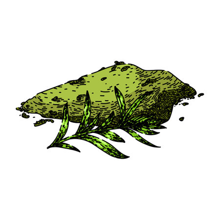 thyme savory sketch hand drawn vectorのイラスト素材