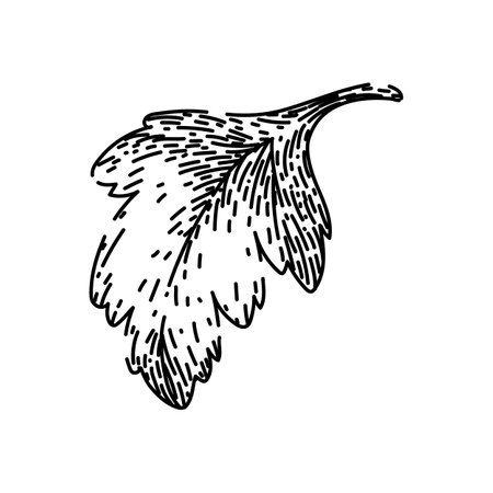 view parsley sketch hand drawn vectorのイラスト素材