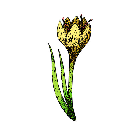 spring crocus sketch hand drawn vectorのイラスト素材