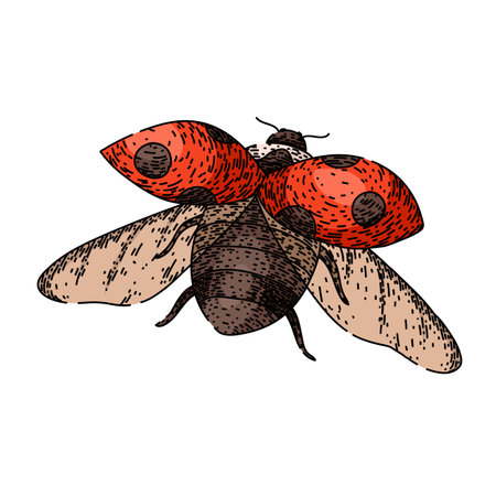 flower ladybug sketch hand drawn vectorのイラスト素材