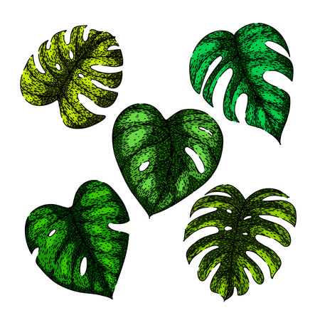 monstera leaf set sketch hand drawn vectorのイラスト素材