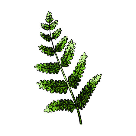fern plant tropical leaf sketch hand drawn vectorのイラスト素材