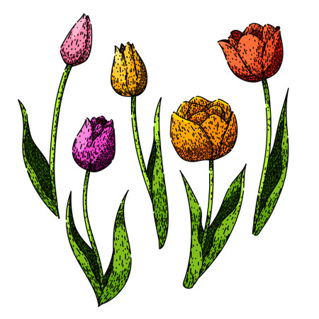 tulip set sketch hand drawn vectorのイラスト素材