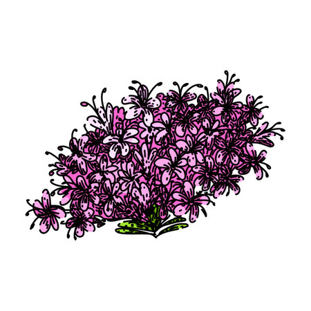 herbal valerian sketch hand drawn vectorのイラスト素材