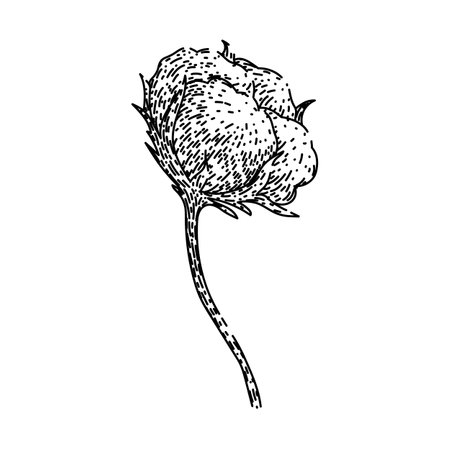 organic cotton plant sketch hand drawn vectorのイラスト素材