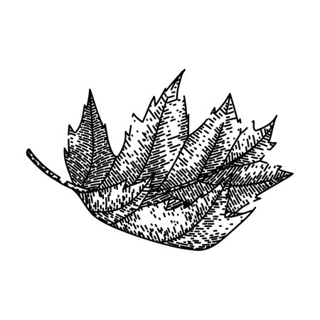leaves maple leaf sketch hand drawn vectorのイラスト素材