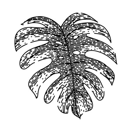silhouette monstera leaf sketch hand drawn vectorのイラスト素材