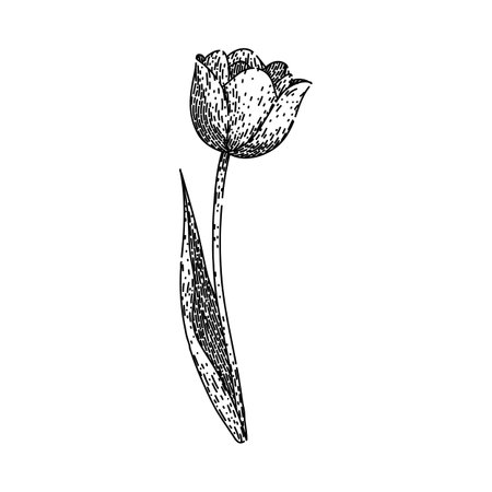 flower tulip sketch hand drawn vectorのイラスト素材