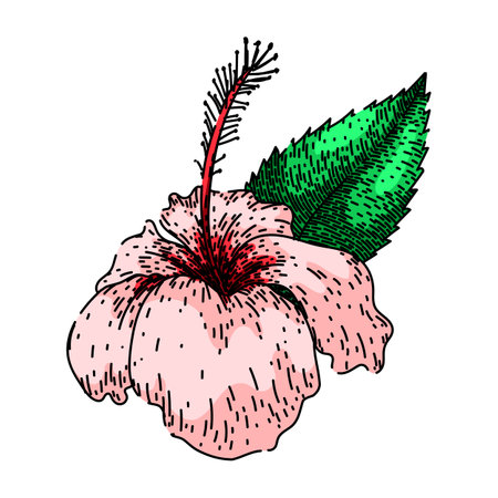 silhouette hibiscus sketch hand drawn vectorのイラスト素材