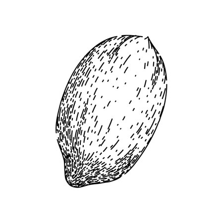 vintage pecan nut sketch hand drawn vectorのイラスト素材