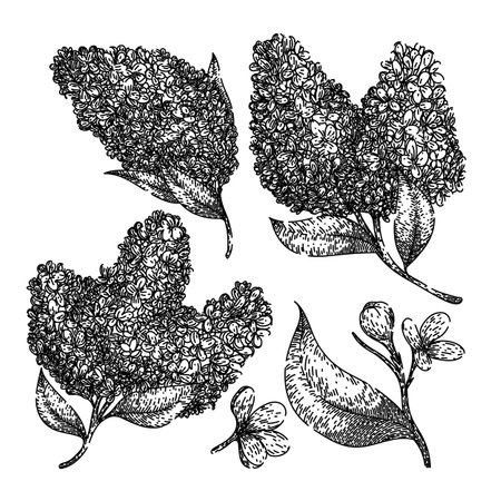 lilac set sketch hand drawn vectorのイラスト素材