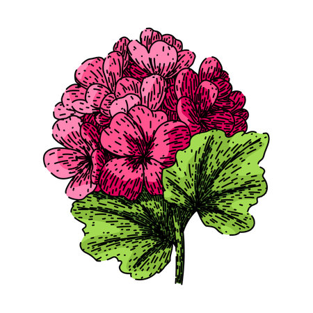 pink geranium sketch hand drawn vector