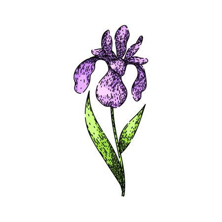 spring iris sketch hand drawn vectorのイラスト素材