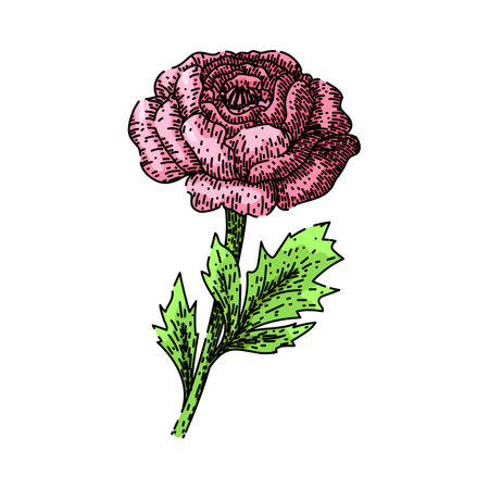 blooms ranunculus sketch hand drawn vectorのイラスト素材