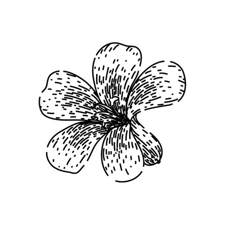 garden geranium sketch hand drawn vectorのイラスト素材