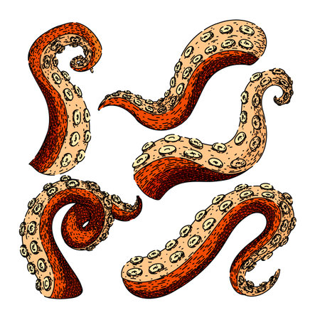 octopus kraken tentacle set hand drawn. squid sea, tattoo art, underwater fantasy octopus kraken tentacle vector sketch. isolated color illustrationのイラスト素材