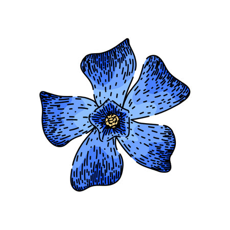 vinca periwinkle sketch hand drawn vectorのイラスト素材