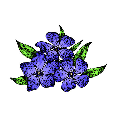 madagascar periwinkle sketch hand drawn vectorのイラスト素材