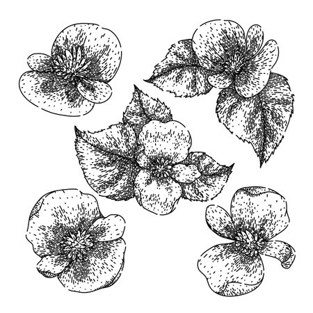 begonia set sketch hand drawn vectorのイラスト素材