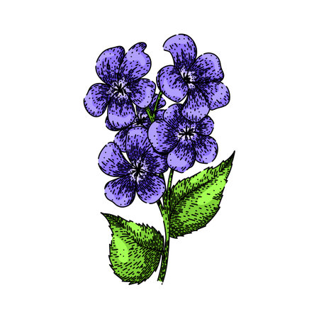 spring violet sketch hand drawn vectorのイラスト素材