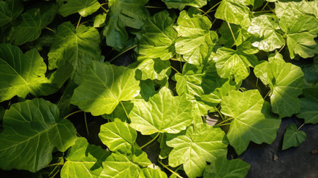 green vine leavesの素材