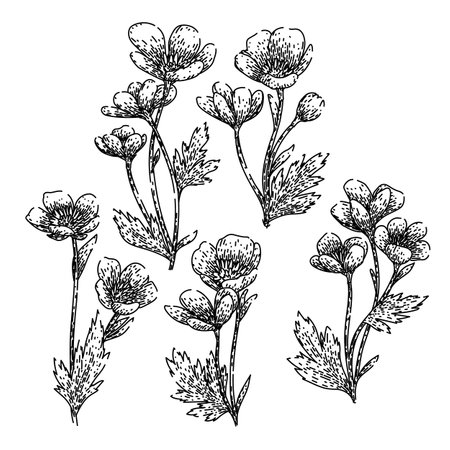 buttercup set sketch hand drawn vectorのイラスト素材