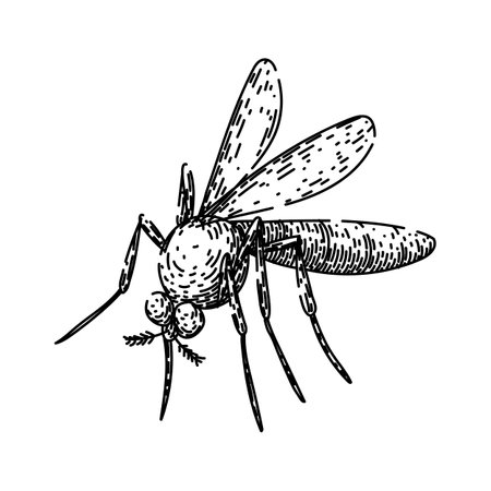 zika mosquito sketch hand drawn vectorのイラスト素材